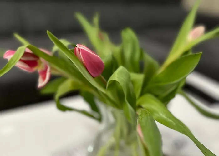 Center Elegant Living アパート