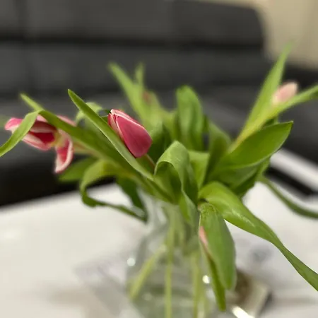 Center Elegant Living Apartman